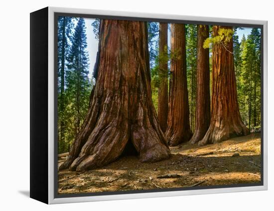 Mariposa Grove, Bachelor and Three Sisters, Yosemite-Anna Miller-Framed Premier Image Canvas
