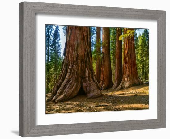 Mariposa Grove, Bachelor and Three Sisters, Yosemite-Anna Miller-Framed Photographic Print