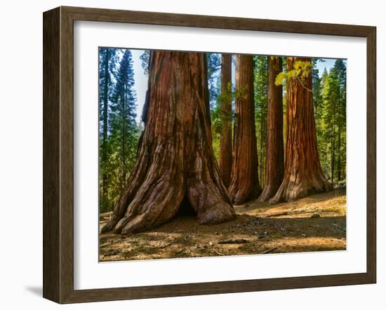 Mariposa Grove, Bachelor and Three Sisters, Yosemite-Anna Miller-Framed Photographic Print