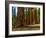 Mariposa Grove, Bachelor and Three Sisters, Yosemite-Anna Miller-Framed Photographic Print