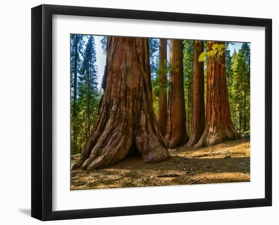 Mariposa Grove, Bachelor and Three Sisters, Yosemite-Anna Miller-Framed Photographic Print