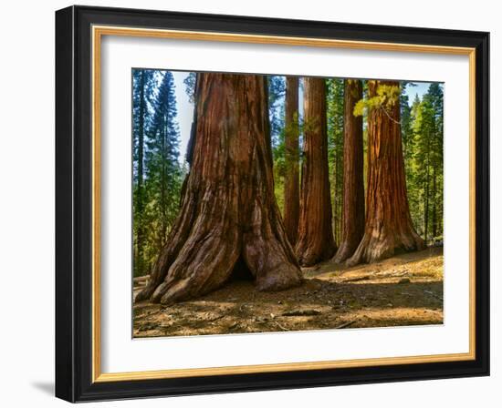 Mariposa Grove, Bachelor and Three Sisters, Yosemite-Anna Miller-Framed Photographic Print