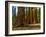 Mariposa Grove, Bachelor and Three Sisters, Yosemite-Anna Miller-Framed Photographic Print