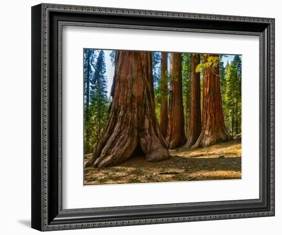 Mariposa Grove, Bachelor and Three Sisters, Yosemite-Anna Miller-Framed Photographic Print