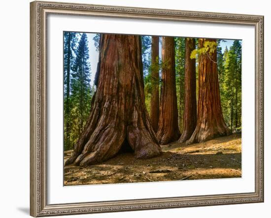 Mariposa Grove, Bachelor and Three Sisters, Yosemite-Anna Miller-Framed Photographic Print