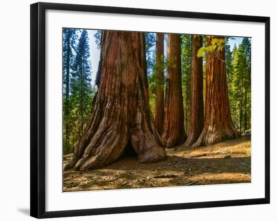 Mariposa Grove, Bachelor and Three Sisters, Yosemite-Anna Miller-Framed Photographic Print