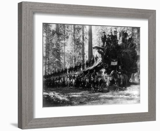 Mariposa Grove Fallen Tree, 6th Calvery Surrounding Photograph - Yosemite, CA-Lantern Press-Framed Art Print