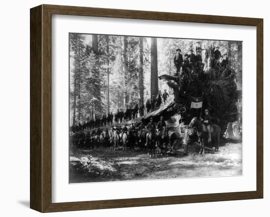 Mariposa Grove Fallen Tree, 6th Calvery Surrounding Photograph - Yosemite, CA-Lantern Press-Framed Art Print