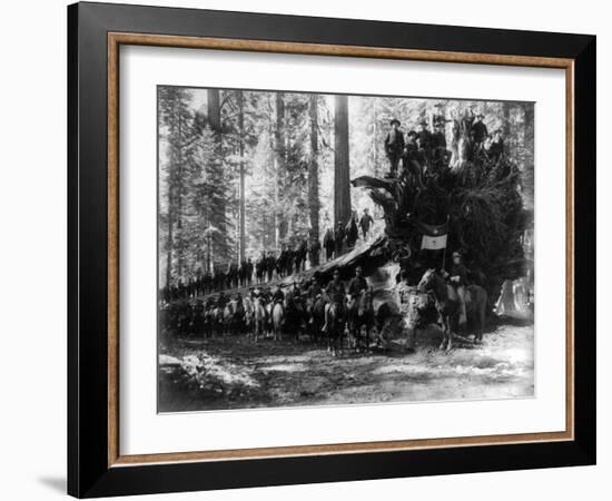 Mariposa Grove Fallen Tree, 6th Calvery Surrounding Photograph - Yosemite, CA-Lantern Press-Framed Art Print