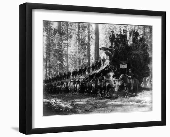 Mariposa Grove Fallen Tree, 6th Calvery Surrounding Photograph - Yosemite, CA-Lantern Press-Framed Art Print