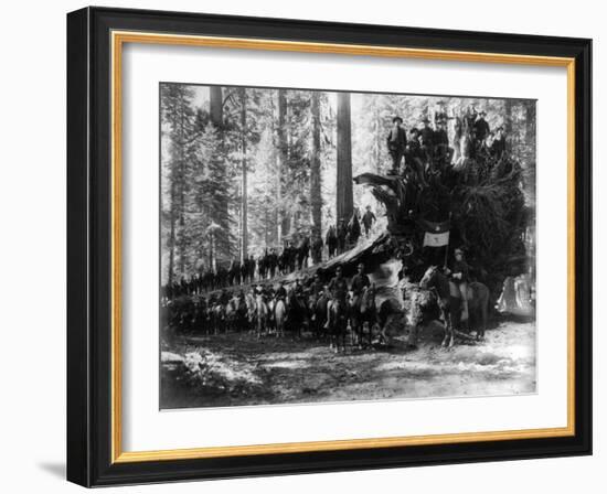 Mariposa Grove Fallen Tree, 6th Calvery Surrounding Photograph - Yosemite, CA-Lantern Press-Framed Art Print