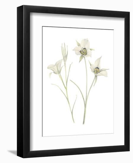 Mariposa Lily-Stacy Hsu-Framed Art Print