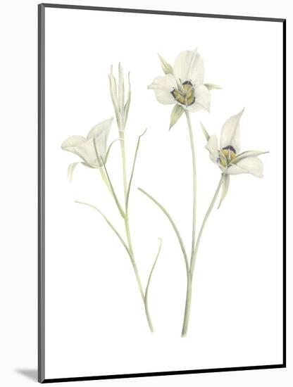 Mariposa Lily-Stacy Hsu-Mounted Art Print