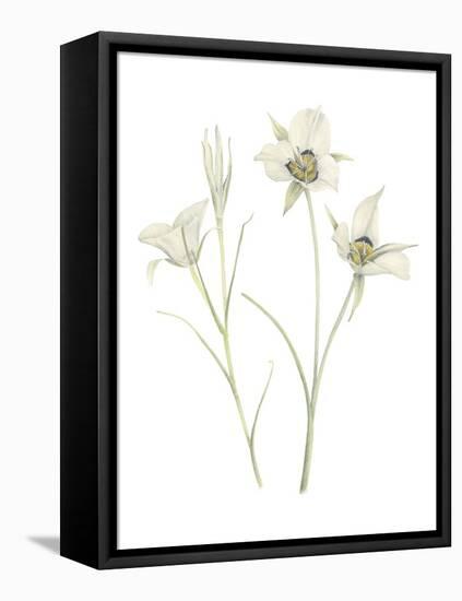 Mariposa Lily-Stacy Hsu-Framed Stretched Canvas