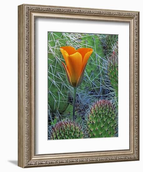 Mariposa Tulip Amid Grizzly Bear Cacti, Death Valley National Park, California, USA-Dennis Flaherty-Framed Photographic Print