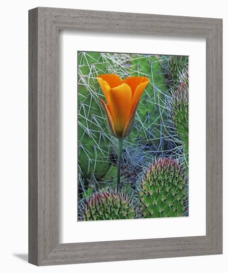 Mariposa Tulip Amid Grizzly Bear Cacti, Death Valley National Park, California, USA-Dennis Flaherty-Framed Photographic Print