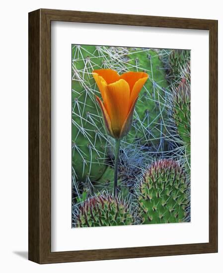 Mariposa Tulip Amid Grizzly Bear Cacti, Death Valley National Park, California, USA-Dennis Flaherty-Framed Photographic Print