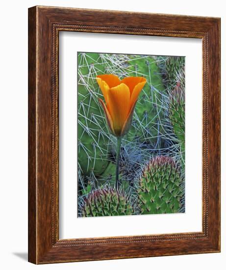 Mariposa Tulip Amid Grizzly Bear Cacti, Death Valley National Park, California, USA-Dennis Flaherty-Framed Photographic Print