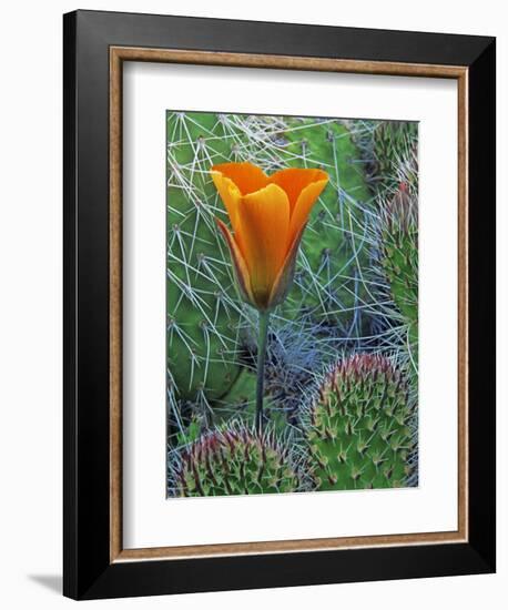 Mariposa Tulip Amid Grizzly Bear Cacti, Death Valley National Park, California, USA-Dennis Flaherty-Framed Photographic Print