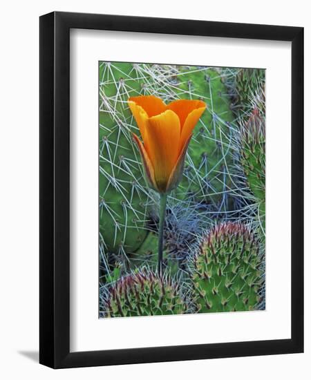 Mariposa Tulip Amid Grizzly Bear Cacti, Death Valley National Park, California, USA-Dennis Flaherty-Framed Photographic Print