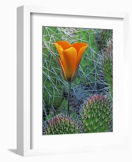 Mariposa Tulip Amid Grizzly Bear Cacti, Death Valley National Park, California, USA-Dennis Flaherty-Framed Photographic Print