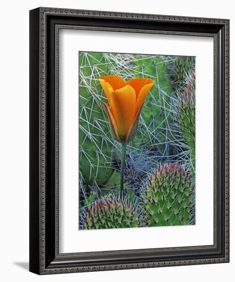 Mariposa Tulip Amid Grizzly Bear Cacti, Death Valley National Park, California, USA-Dennis Flaherty-Framed Photographic Print