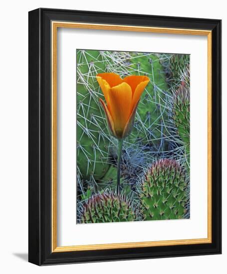 Mariposa Tulip Amid Grizzly Bear Cacti, Death Valley National Park, California, USA-Dennis Flaherty-Framed Photographic Print