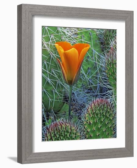 Mariposa Tulip Amid Grizzly Bear Cacti, Death Valley National Park, California, USA-Dennis Flaherty-Framed Photographic Print