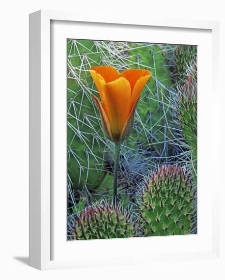 Mariposa Tulip Amid Grizzly Bear Cacti, Death Valley National Park, California, USA-Dennis Flaherty-Framed Photographic Print