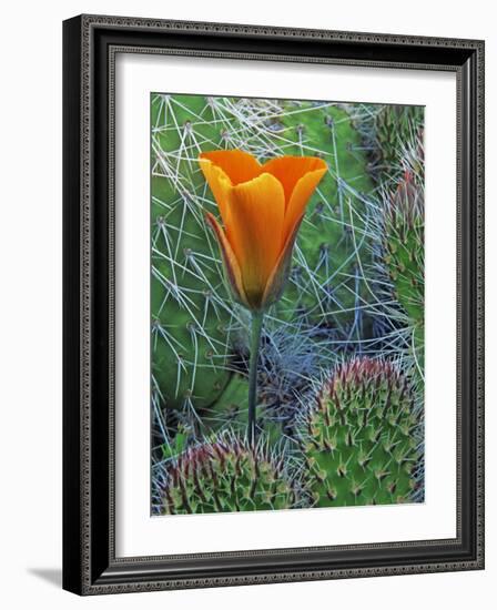 Mariposa Tulip Amid Grizzly Bear Cacti, Death Valley National Park, California, USA-Dennis Flaherty-Framed Photographic Print