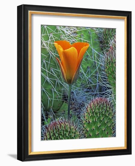 Mariposa Tulip Amid Grizzly Bear Cacti, Death Valley National Park, California, USA-Dennis Flaherty-Framed Photographic Print