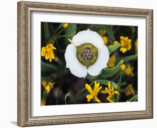 Mariposa Tulip and Mountain Wildflowers, Colorado, USA-Nancy Rotenberg-Framed Photographic Print