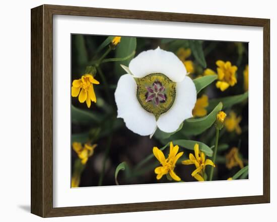 Mariposa Tulip and Mountain Wildflowers, Colorado, USA-Nancy Rotenberg-Framed Photographic Print