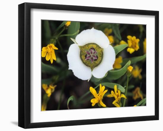 Mariposa Tulip and Mountain Wildflowers, Colorado, USA-Nancy Rotenberg-Framed Photographic Print