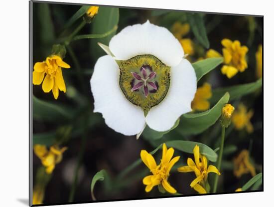 Mariposa Tulip and Mountain Wildflowers, Colorado, USA-Nancy Rotenberg-Mounted Photographic Print