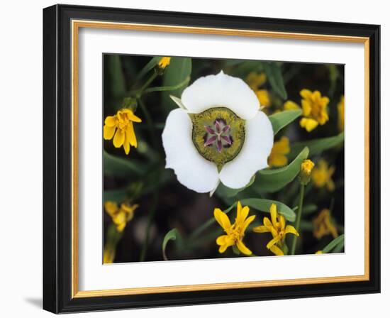 Mariposa Tulip and Mountain Wildflowers, Colorado, USA-Nancy Rotenberg-Framed Photographic Print