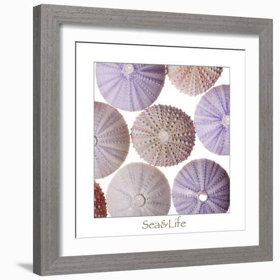 Maritime Still Life, Urchin Shell-Uwe Merkel-Framed Photographic Print