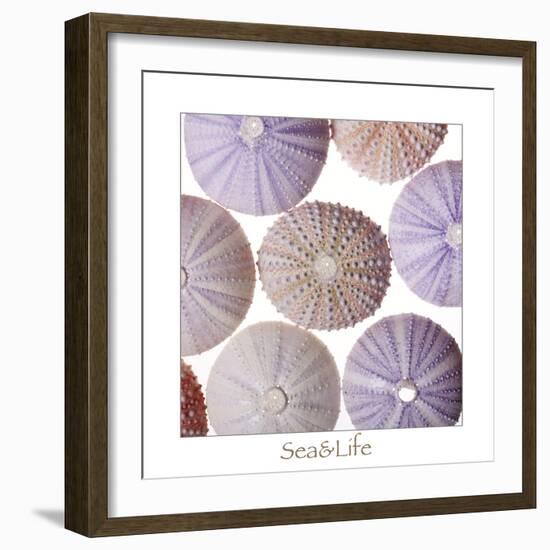 Maritime Still Life, Urchin Shell-Uwe Merkel-Framed Photographic Print