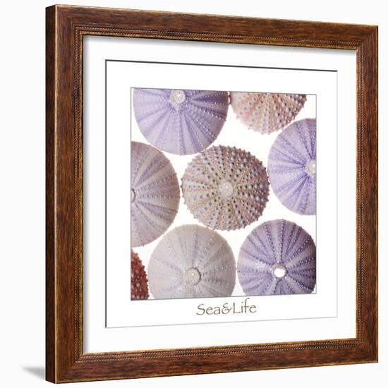 Maritime Still Life, Urchin Shell-Uwe Merkel-Framed Photographic Print