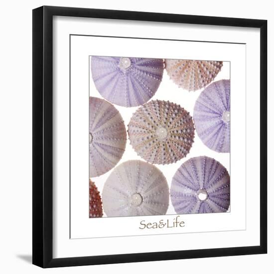 Maritime Still Life, Urchin Shell-Uwe Merkel-Framed Photographic Print