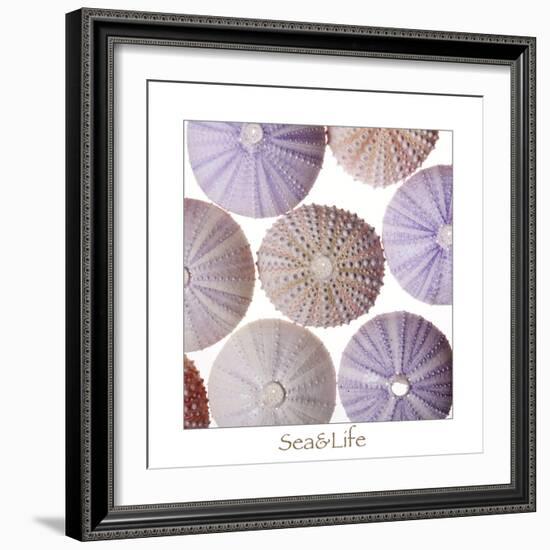 Maritime Still Life, Urchin Shell-Uwe Merkel-Framed Photographic Print