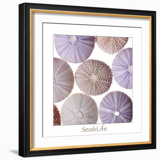 Maritime Still Life, Urchin Shell-Uwe Merkel-Framed Photographic Print
