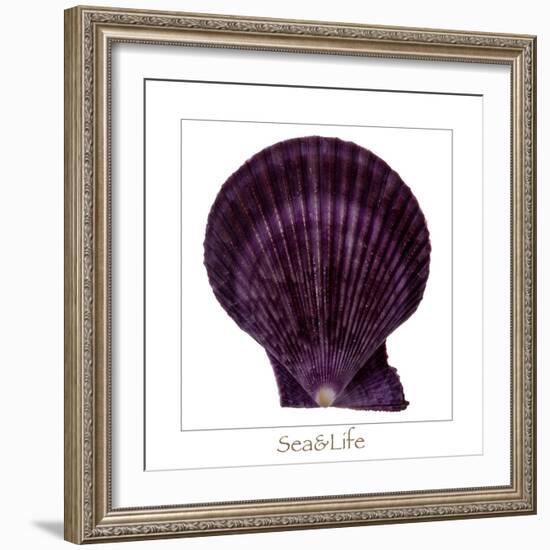 Maritime Still Life with Scallop-Uwe Merkel-Framed Photographic Print