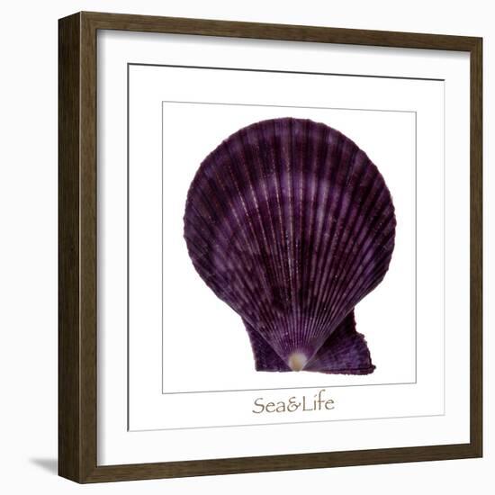 Maritime Still Life with Scallop-Uwe Merkel-Framed Photographic Print