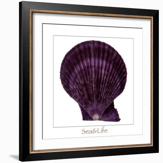 Maritime Still Life with Scallop-Uwe Merkel-Framed Photographic Print