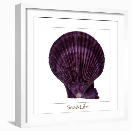 Maritime Still Life with Scallop-Uwe Merkel-Framed Photographic Print