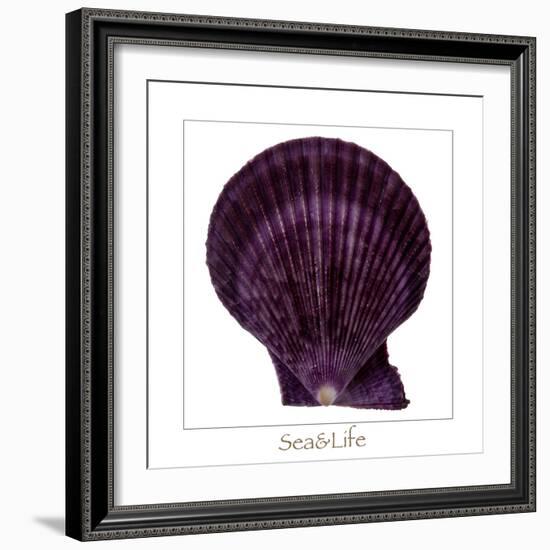 Maritime Still Life with Scallop-Uwe Merkel-Framed Photographic Print