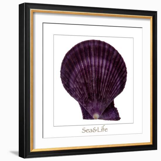 Maritime Still Life with Scallop-Uwe Merkel-Framed Photographic Print