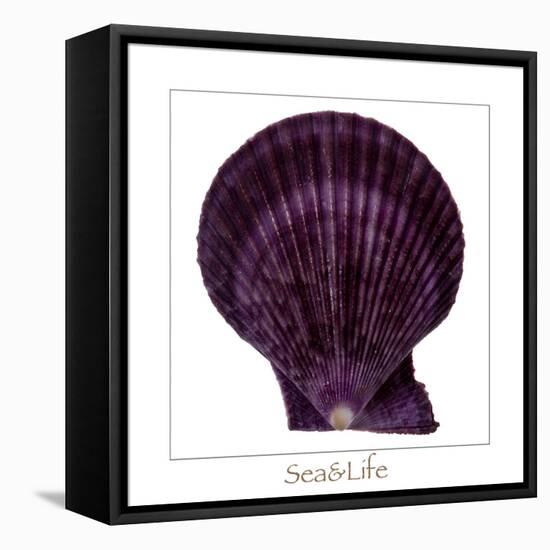 Maritime Still Life with Scallop-Uwe Merkel-Framed Premier Image Canvas