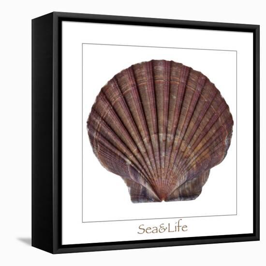 Maritime Still Life with Scallop-Uwe Merkel-Framed Premier Image Canvas